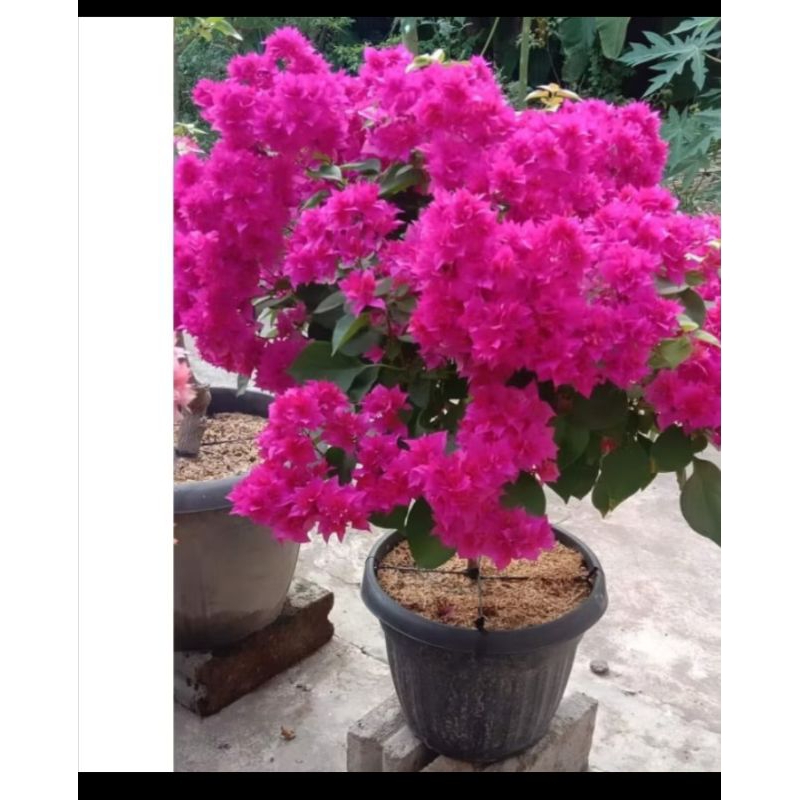 tanaman bugenvil hawai merah fanta