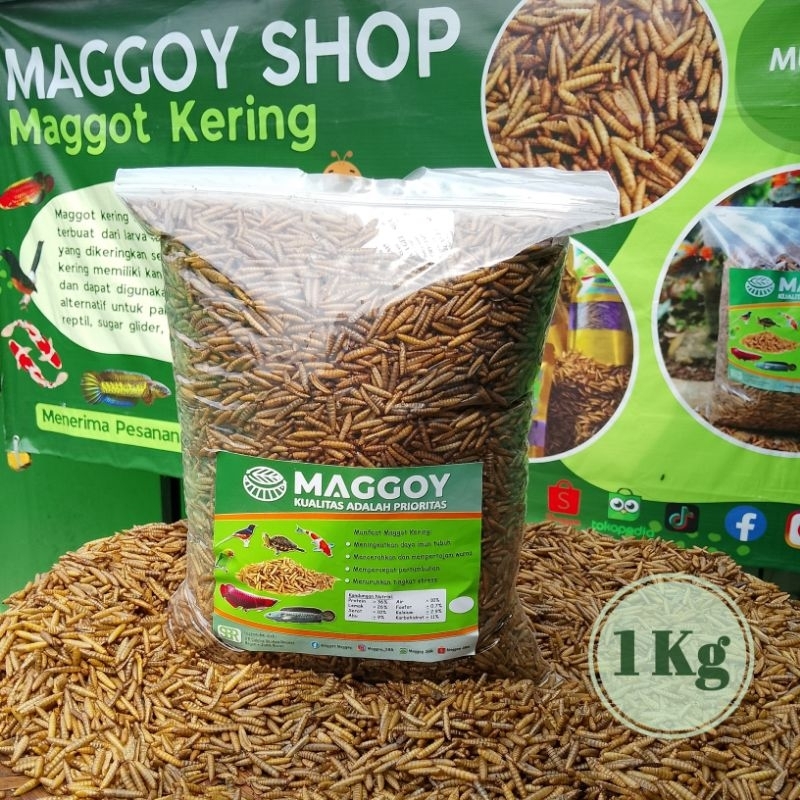 GAL Maggot Kering 1kg maggot kering 1 kg maggot BSF magot kering pakan ikan koi chana arwana