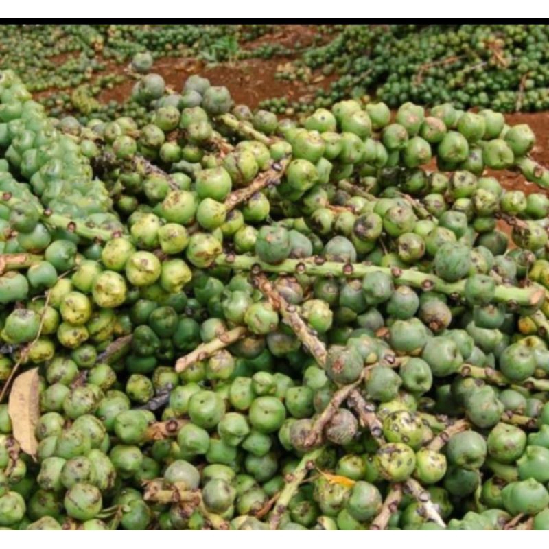 

Jual Buah kolang Kaling muda atau buah aren mentah