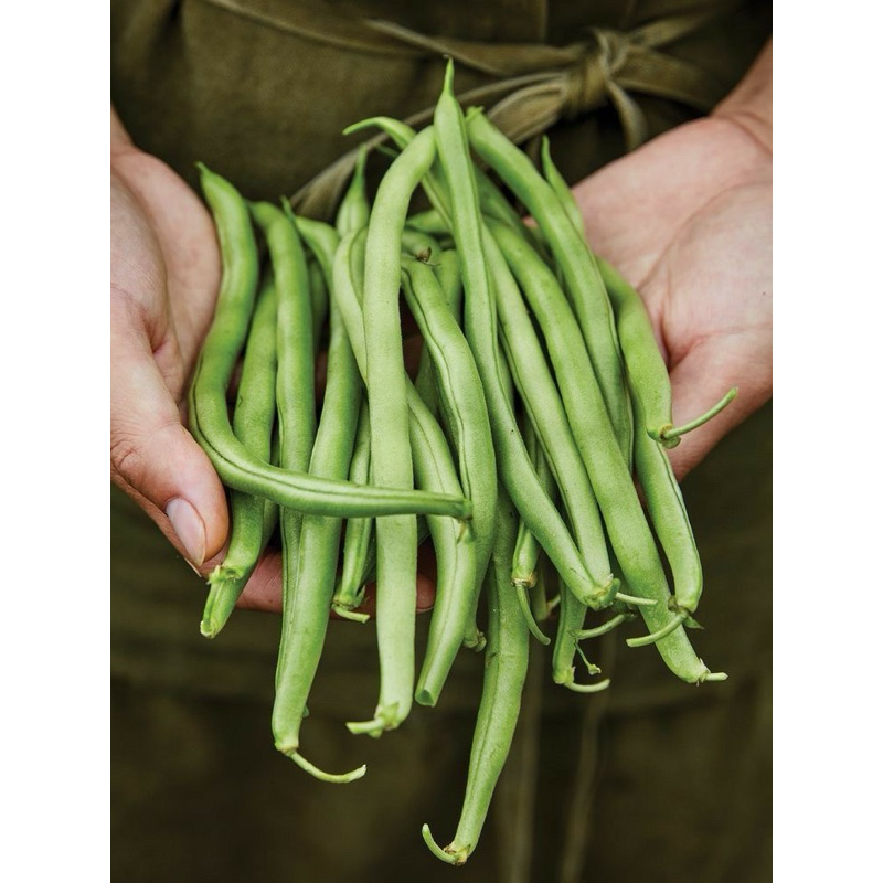 

Sayur Buncis
