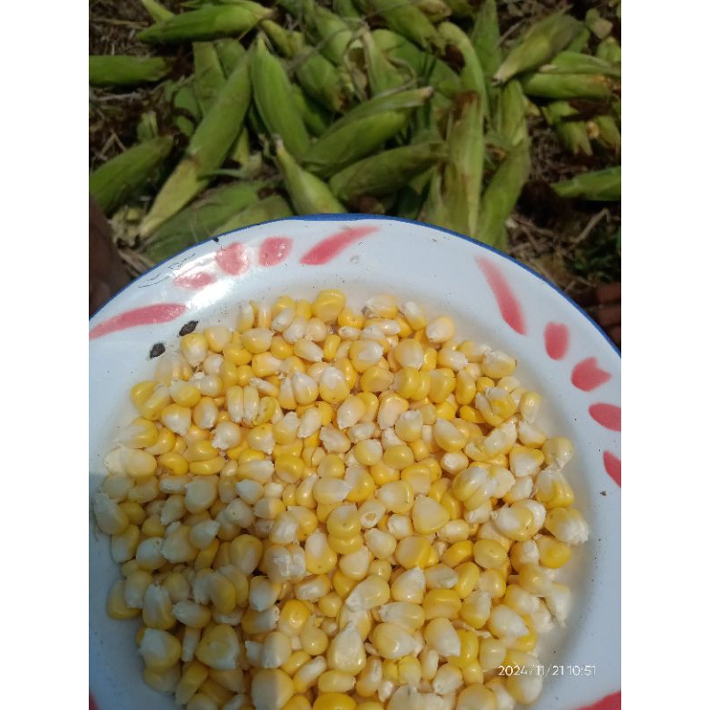

JAGUNG manis pipil fress ,bahan jasuke .