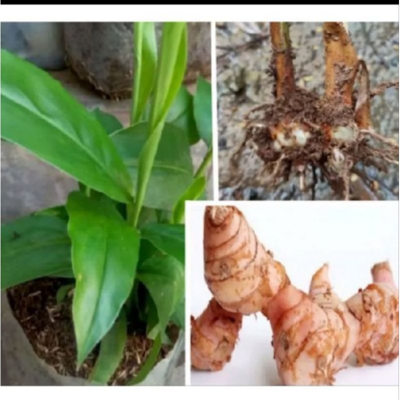 Bibit tanaman lengkuas Laos/lada putih