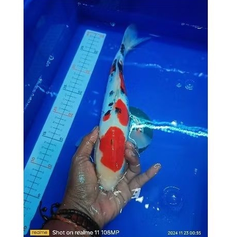 

Stiker koi doitsu sanke 35cm