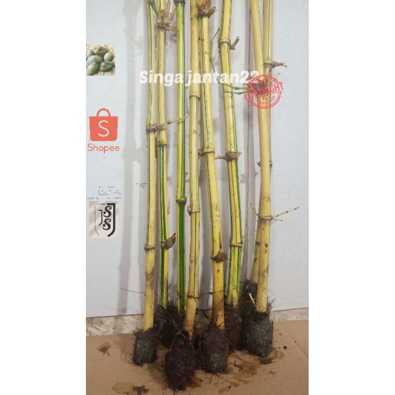 Bambu kuning hias 50 cm hiasan tanam dan halaman bisa juga untuk aviary