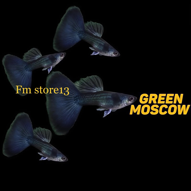 

Packing (Green Moscow)