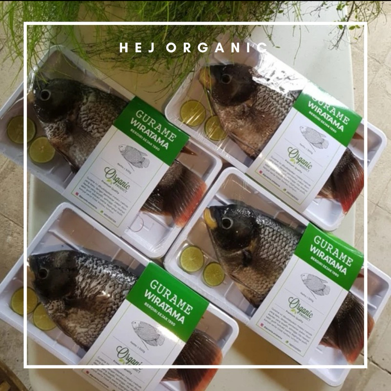 

Ikan Gurame Organik Jumbo Bebas Pengawet