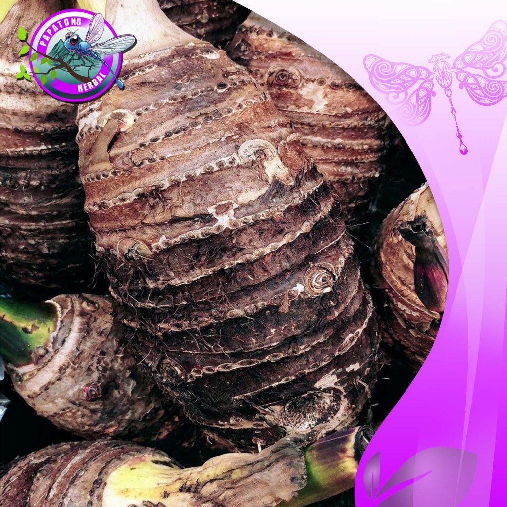 

UMBI TALAS PULEN 1 KG FRESH - PAPATONG HERBAL