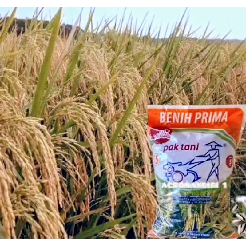 Benih padi INPARI 32 jumbo pak tani