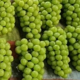 

anggur hijau muacat kranjang manis tanpa biji 500gr