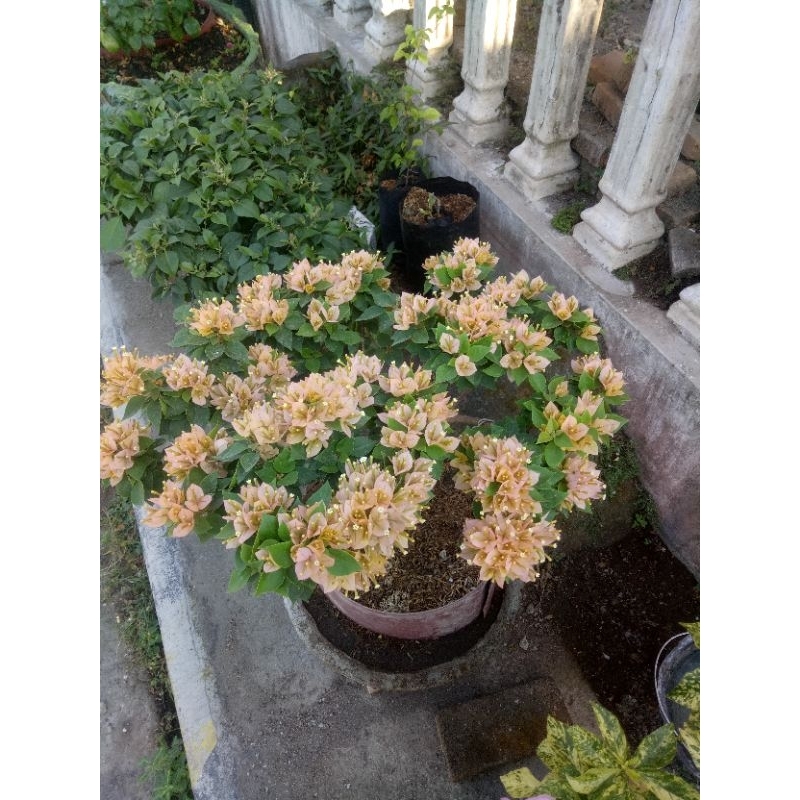 BOUGENVILLE SINGAPORE KUNING VAR