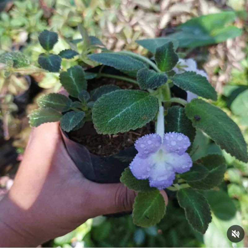 Episcia Lillacina (bunga ungu)