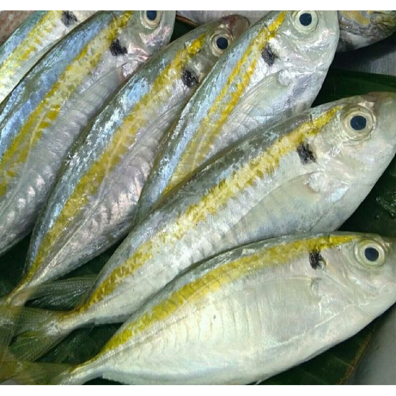 

Ikan kembung bui bui co'mo