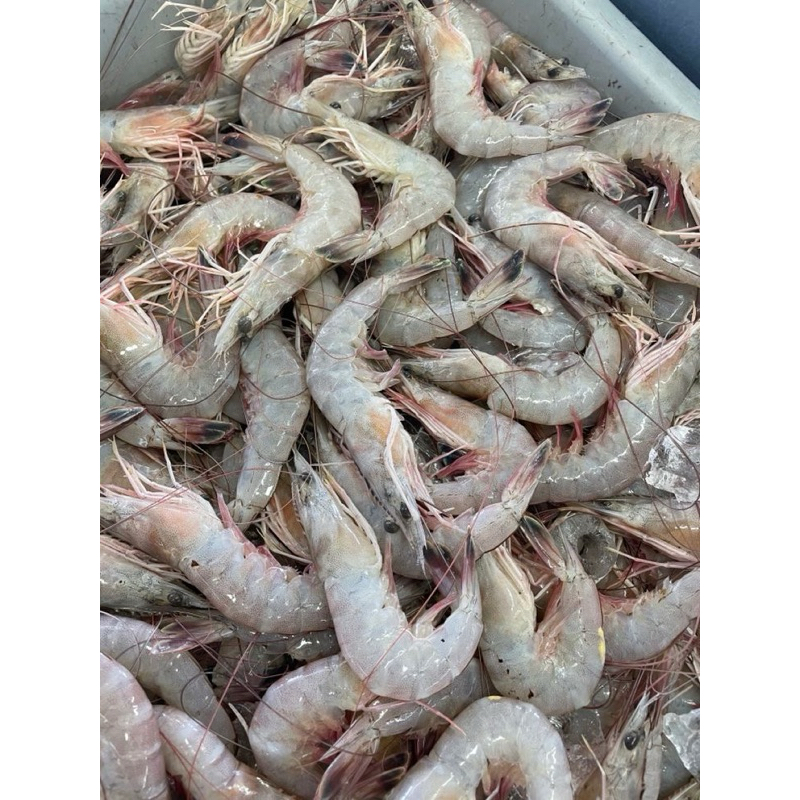 

Udang Fresh