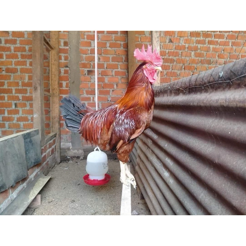 TELUR FERTIL AYAM LARMOD JUMBO INDUKAN TERSELEKSI UNTUK DI TETASKAN