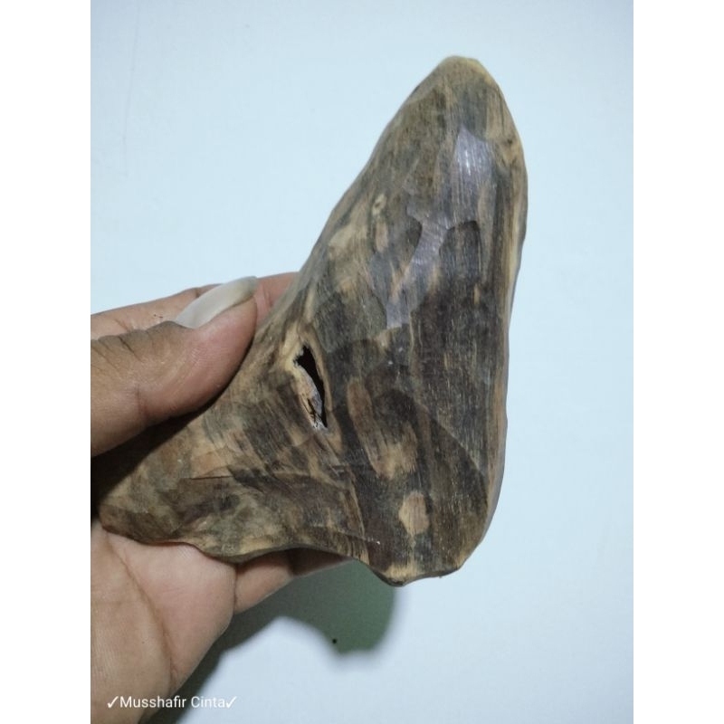 Kayu Galih Gaharu Buaya