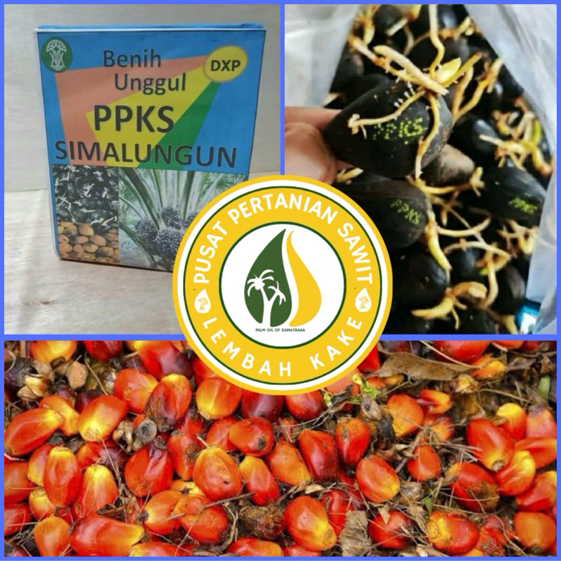 KECAMBAH SAWIT PPKS SIMALUNGUN