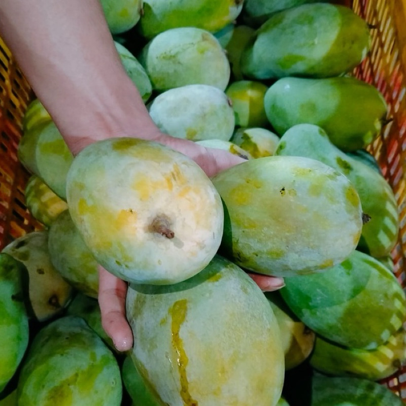 

KIRIM INSTAN MANGGA INDRAMAYU / HARUM MANIS SUPER