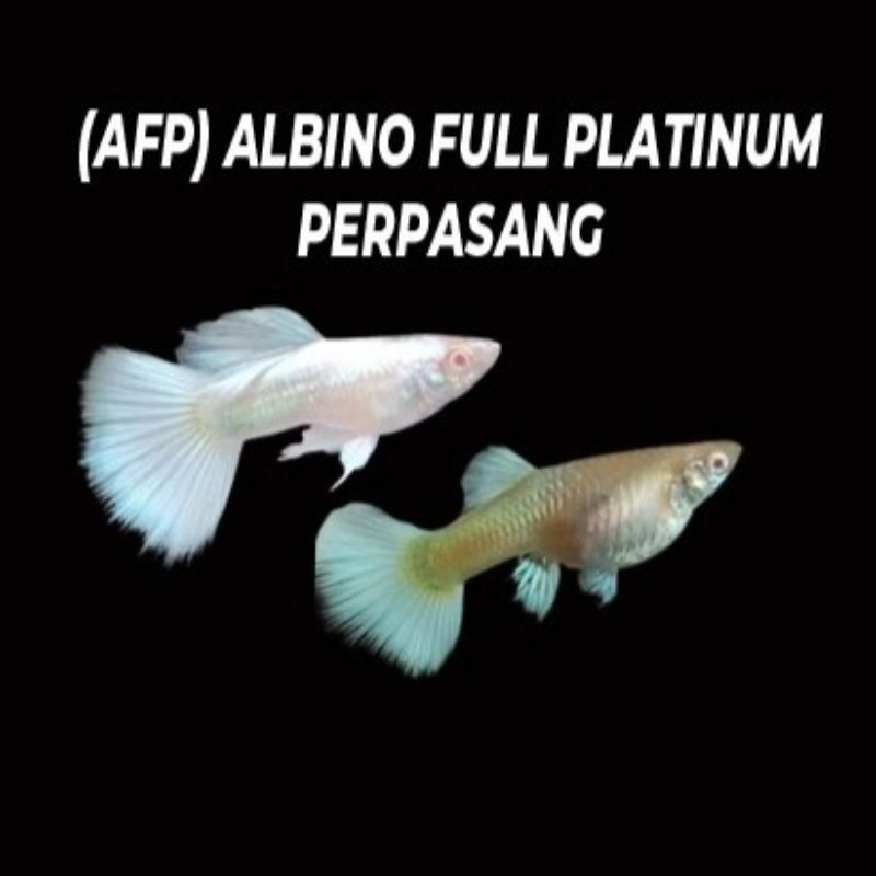 guppy afp 1pasang hiasan akuarium
