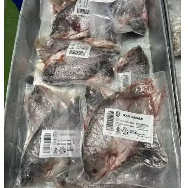 

Ikan Gurame isi 2