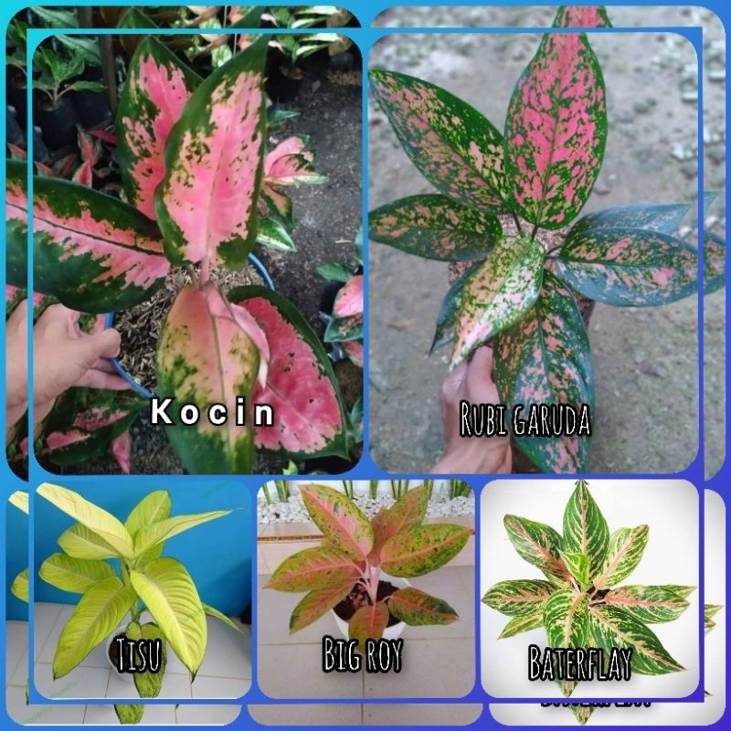 paket murah 5 jenis aglonema Remaja dewasa promo