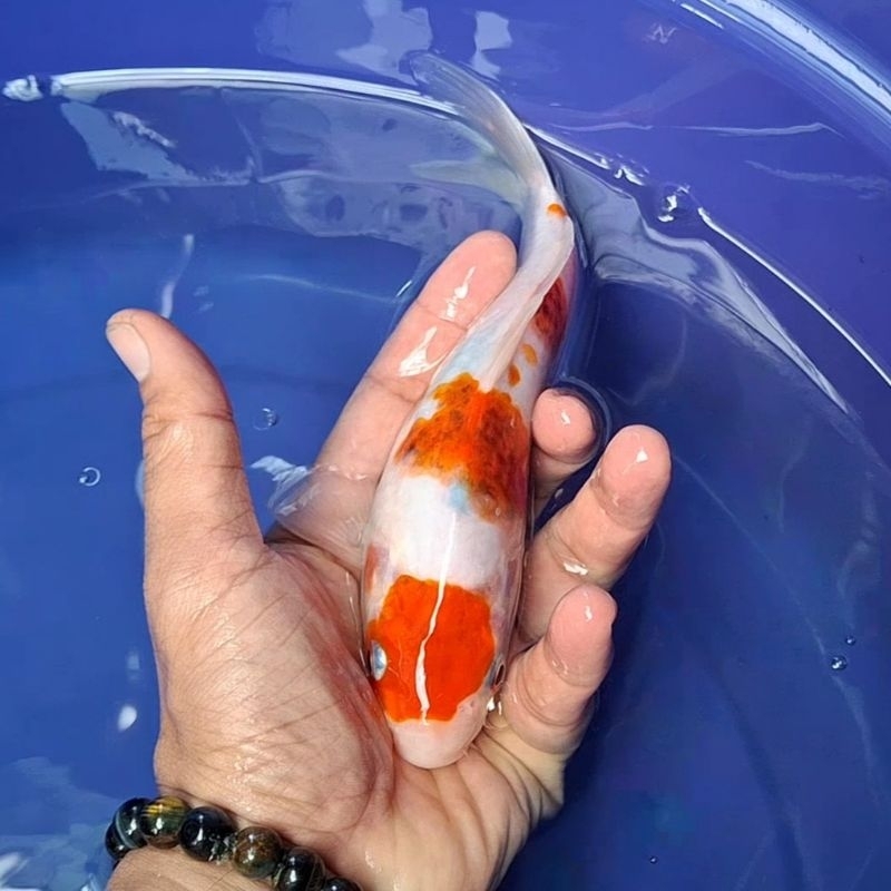Ikan Koi Blitar Jenis Goromo / Rumah Koi Jakarta / kode 0012