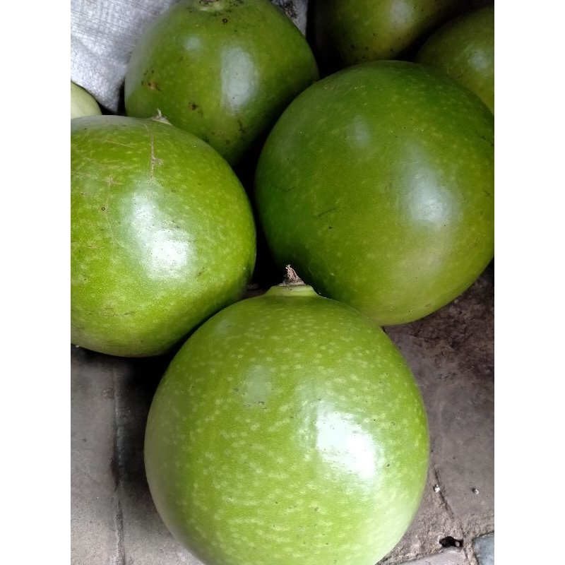 

Obat herbal,Buah mojo/maja/berenuk fresh