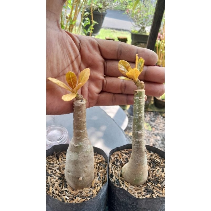 ADENIUM SOCOTRANUM VARIGATA
