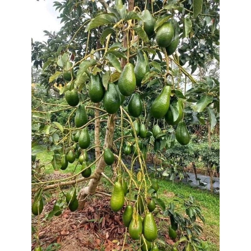 bibit pohon alpukat mentega