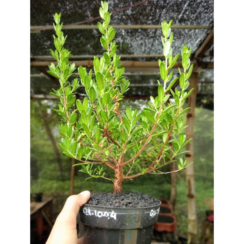 QA-1044, BAHAN BONSAI SANTIGI MAWAR SUPER SEMAI BIJI