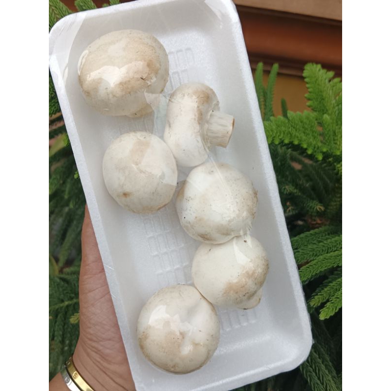 

JAMUR KANCING PER PACK