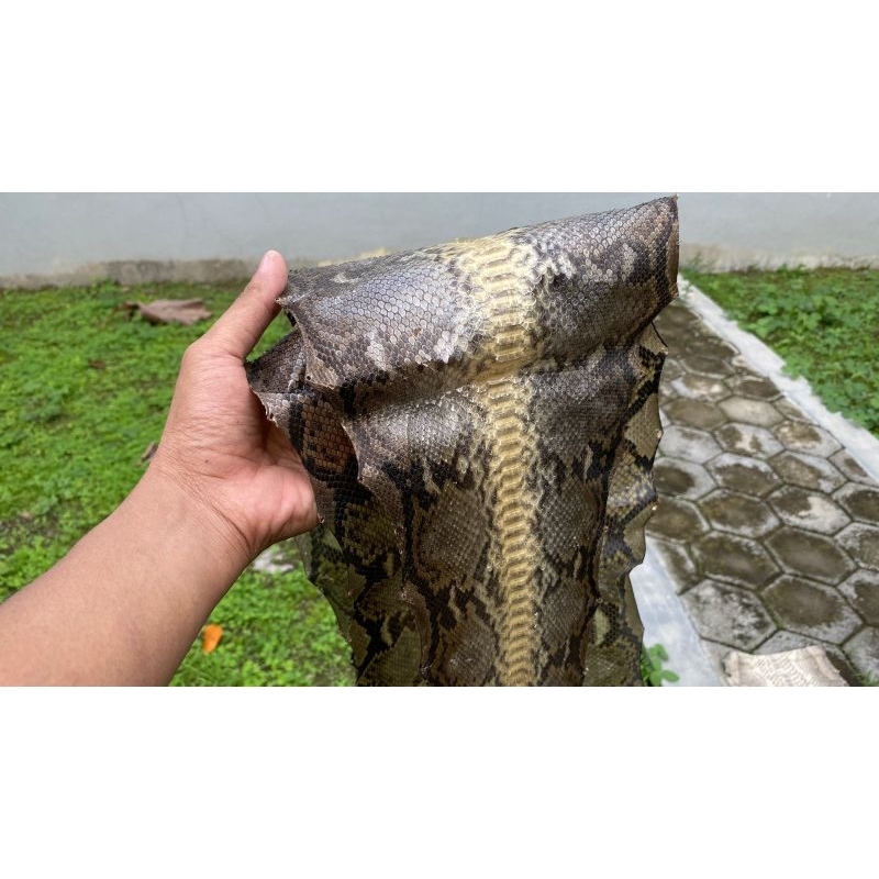SOVENIR KULIT ULAR PYTHON ASLI