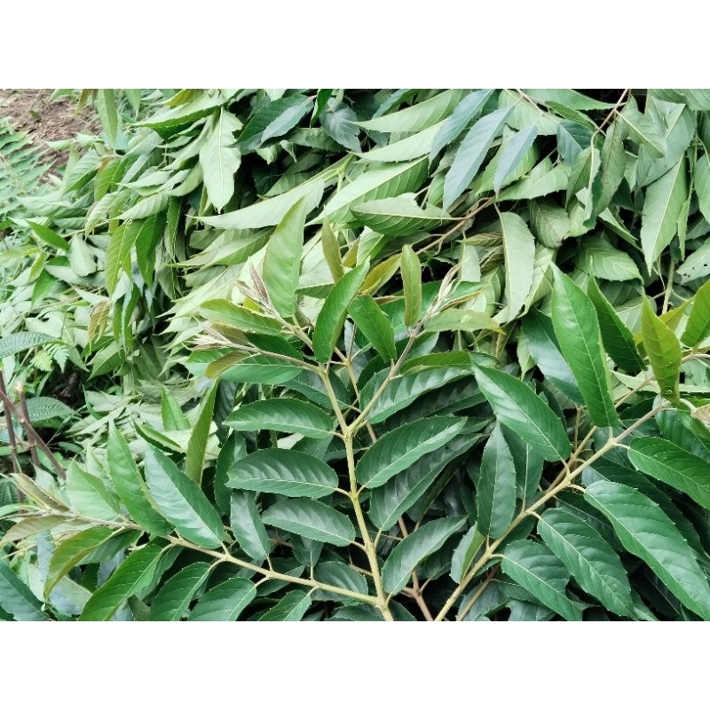 

daun pilihan kayu aprika segar/daun kayu mani'i
