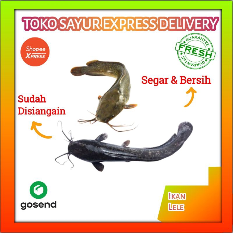 

Lele Sawah Segar - Sayur Sayuran Fresh Palembang