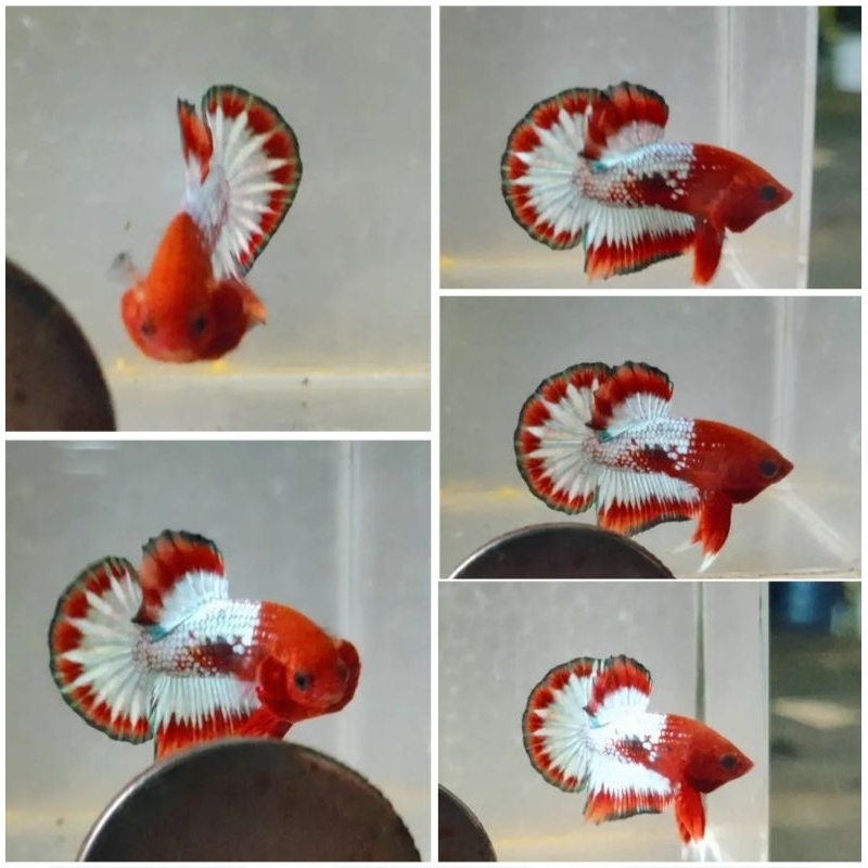 Male Fccp red head full banding