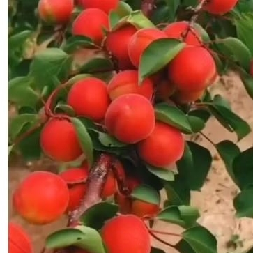 Bibit Tanaman Aprikot Merah