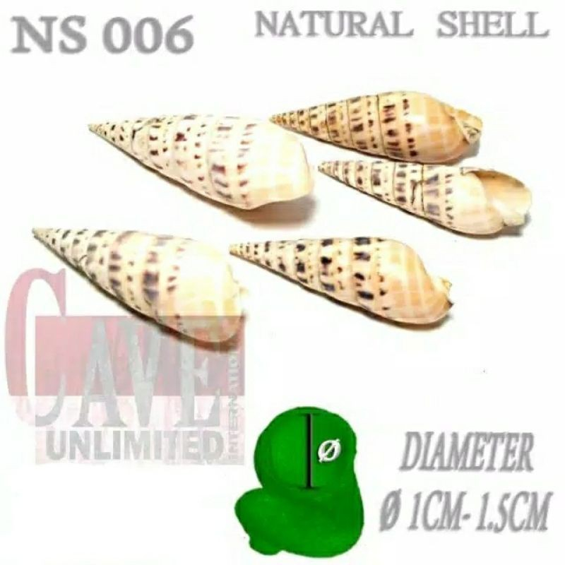 004 shell cangkang rumah kelomang umang hermidcrab