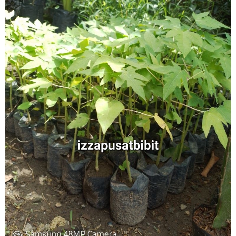 bibit pepaya california super