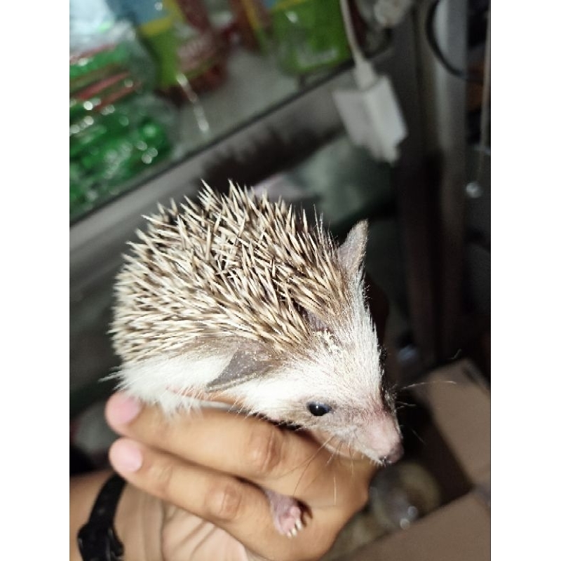 LANDAK MINI SALT AND PEPPER