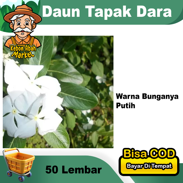 

Daun Tapak Dara 50 Lembar Obat Herbal Warna Putih