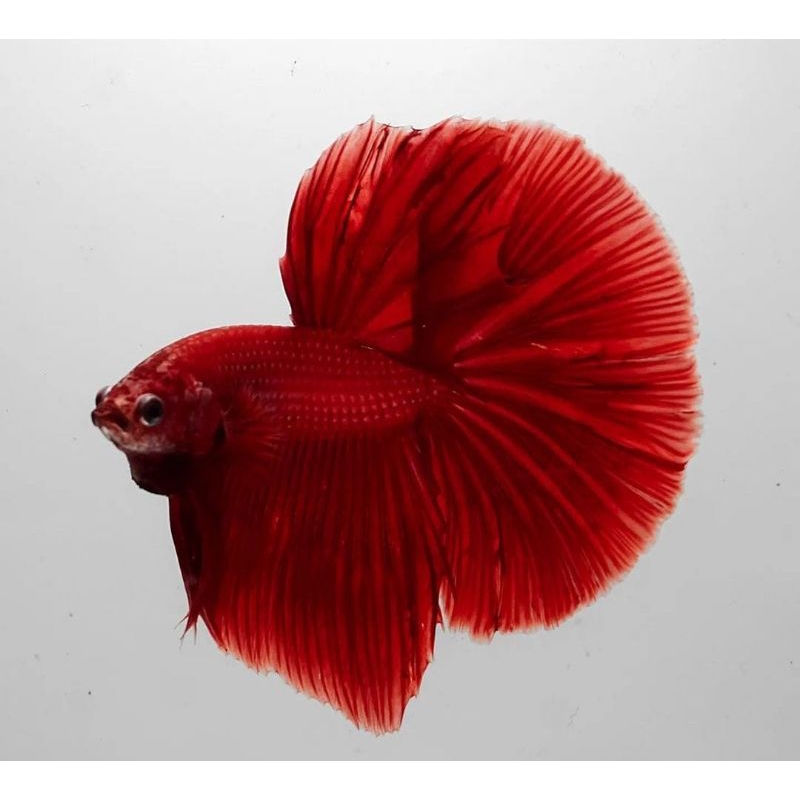 Ikan Cupang Halfmoon Super Red Grade Fancy Quality