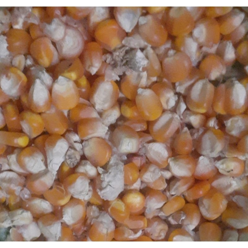 Jagung Pipil Kering 1kg