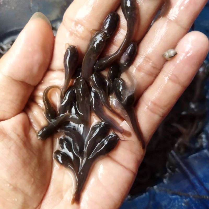 

SANGKURIANG isi 100 biji