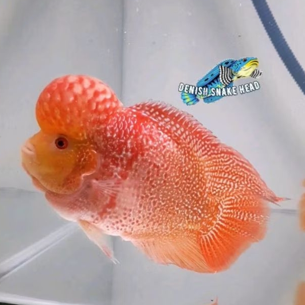 Rare item hiasan aquarium gb lohan golden base thailand perlengkapan akuarium