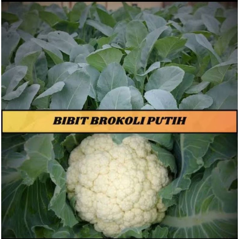 

KEBUN_SUBUR EZA - Bibit Brokoli Putih Siap Tanam