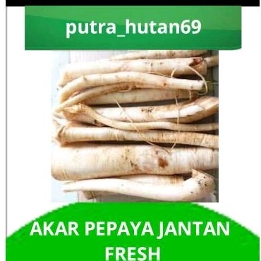 

AKAR PEPAYA JANTAN FRESH