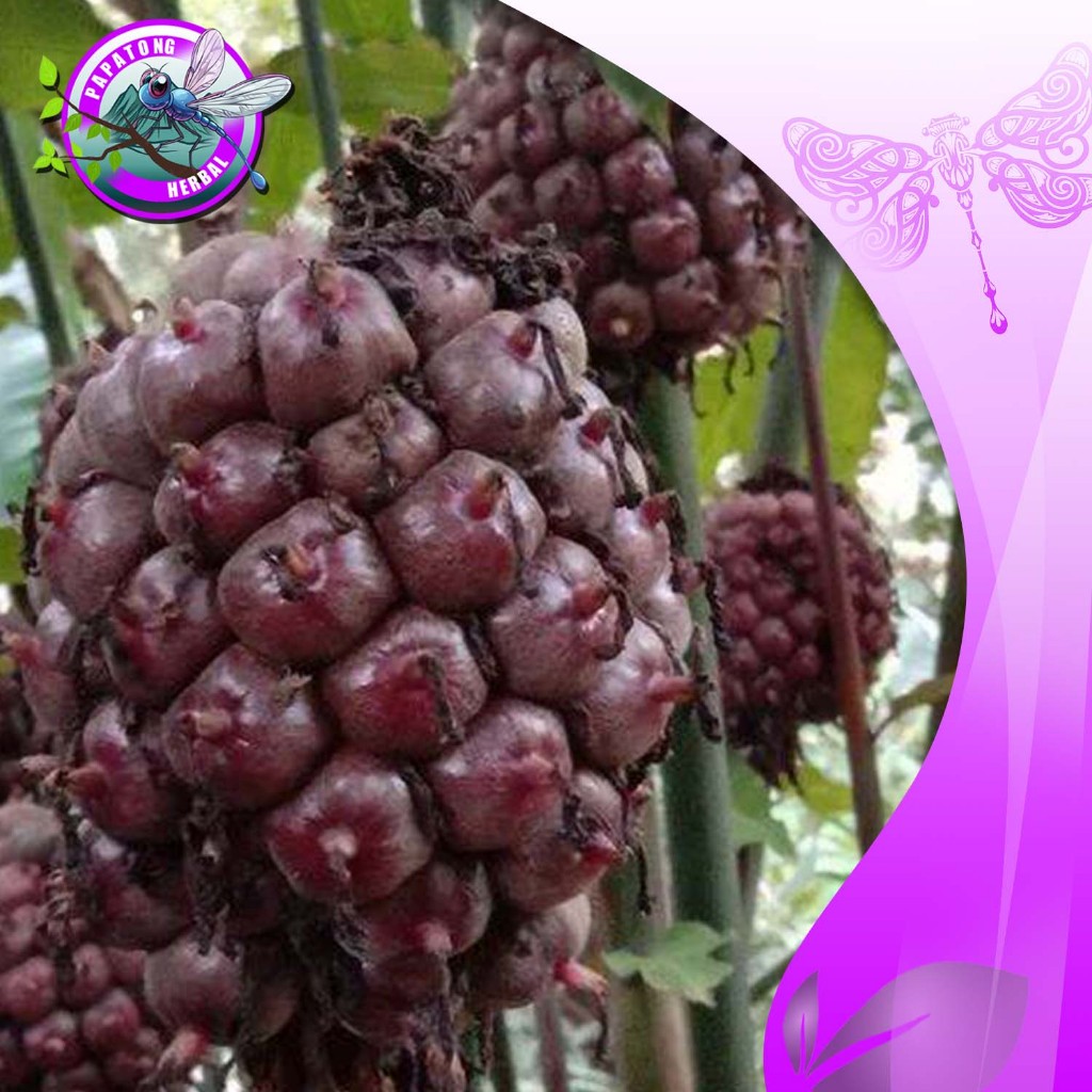 

HONJE LAKA HONYE HITAM HERBAL 1 KG - PAPATONG HERBAL