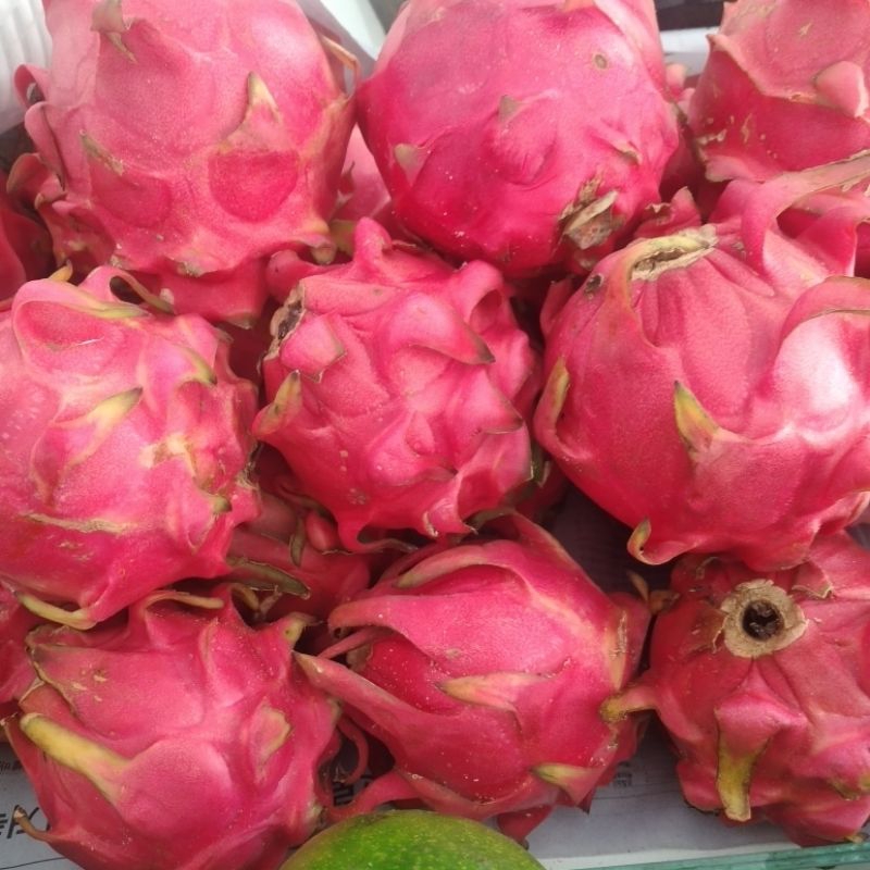 

buah naga merah manis 1kg