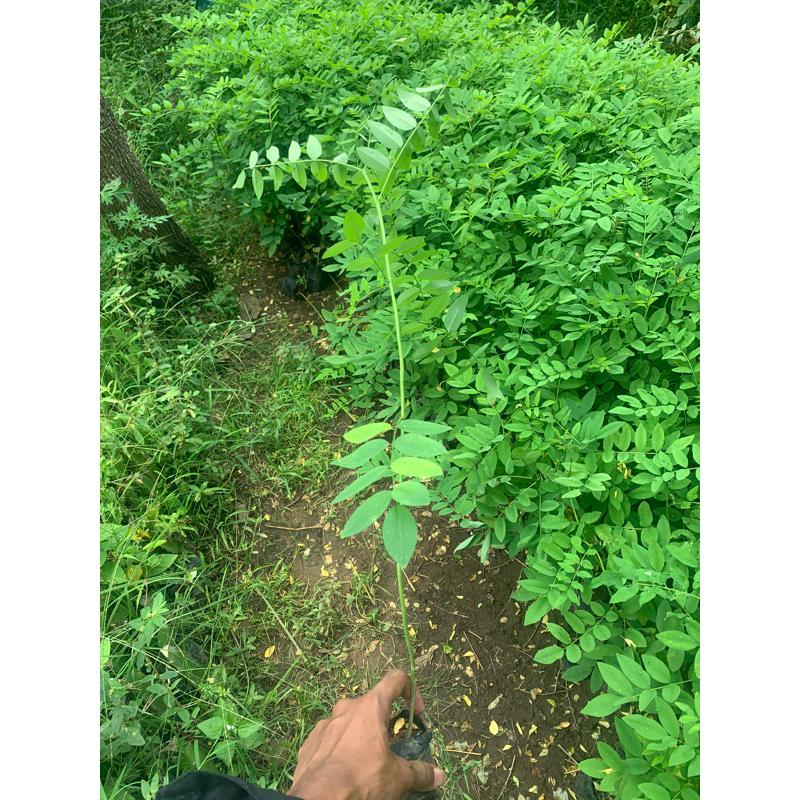 bibit indigofera