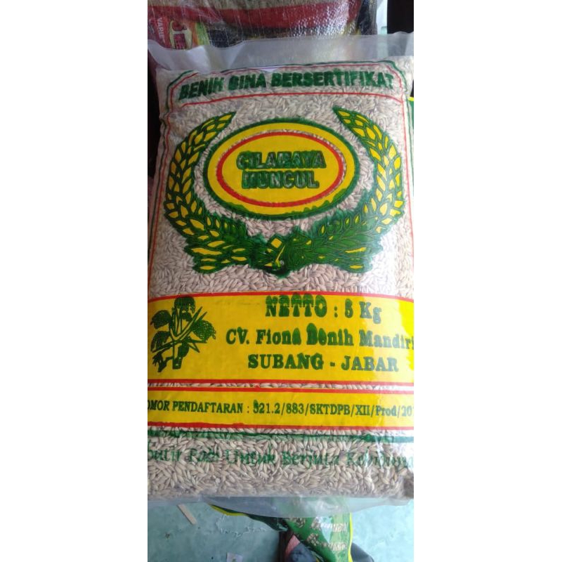 Benih padi Muncul Cilamaya