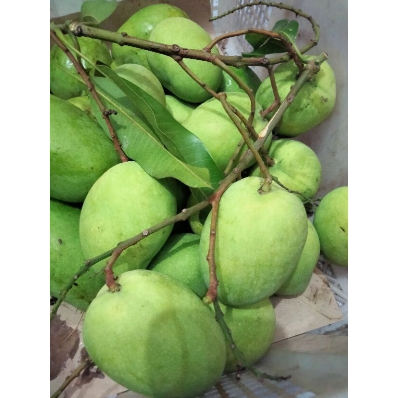 

Mangga telor buat rujak 1kg